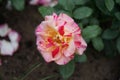 The painter`s rose `Camille Pissarro` in the first year of flowering in July. Berlin, Germany