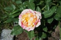 The painter`s rose `Camille Pissarro` in the first year of flowering in July. Berlin, Germany