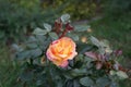 The painter\'s rose \'Camille Pissarro\' is a red, pink, white and yellow variegated floribunda rose.