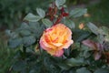 The painter\'s rose \'Camille Pissarro\' is a red, pink, white and yellow variegated floribunda rose.