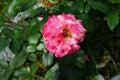 The painter\'s rose \'Camille Pissarro\' is a red, pink, white and yellow variegated floribunda rose.