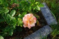 The painter\'s rose \
