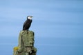 Painterly effect of Pied cormorant on old wharf post covered in lichen Royalty Free Stock Photo