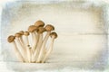Painterly mushrooms