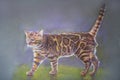 Painting bengal cat