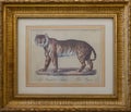 Painting of Bengal tiger in the Winter Palace in Luxor, Egypt.