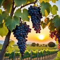 painting of bunch of grapes hanging from tree branch in vineyard at sunset Royalty Free Stock Photo