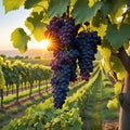 painting of bunch of grapes hanging from tree branch in vineyard at sunset Royalty Free Stock Photo