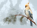 Painting of cockatiel bird on clean background. Bird. Wildlife Animals. Illustration, Generative AI