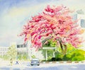 Painting colorful of wild himalayan cherry in cmu.univesity Royalty Free Stock Photo