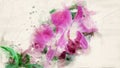 Painting of Dendrobium bigibbum, the Cooktown orchid or mauve butterfly orchid