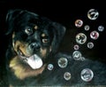 Painting ` dog catches soap bubbles` Royalty Free Stock Photo