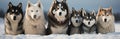 Painting with dogs running in the snow. Huskies in the wild, beautiful furry animals.