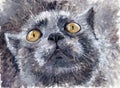 Painting -- funny gray cat