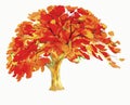 Painting illustration red, orange colors of Peacock tree flowers. Royalty Free Stock Photo