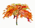 Painting illustration red, orange colors of Peacock tree flowers. Royalty Free Stock Photo