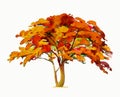 Painting illustration red, orange colors of Peacock tree flowers. Royalty Free Stock Photo