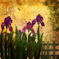 Painting iris flowers grunge vintage background Royalty Free Stock Photo