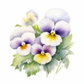 Watercolor Pansies Purple And Yellow Floral Illustration On White Background