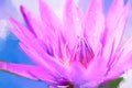 Painting Lotus purple pink- Stock Image