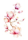 Painting Magnolia flower wallpaper. Hand drawn Watercolor floral