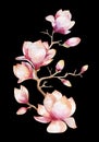 Painting Magnolia flower wallpaper. Hand drawn Watercolor floral