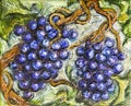 Ripe Red Grape Illustration Painting