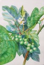 Painting original realistic herb of turkey berry and green leaves Royalty Free Stock Photo