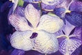 Painting original realistic purple,blue color of orchid flowers