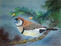 Painting of an Owl Finch Bird Royalty Free Stock Photo