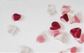 Painting petals of red, pink and white roses, happy valentine`s day or women`s day concept Royalty Free Stock Photo