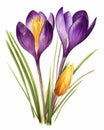 painting of purple crocus flowers on white background generative AI Royalty Free Stock Photo