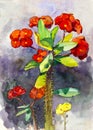 Painting Realistic red color Crown of thorns flower