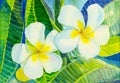 Painting Realistic white flower of Plumeria and green leaves Royalty Free Stock Photo