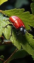 Painting of red beetle on the leaf