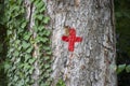 Painting red cross on the big tree Royalty Free Stock Photo