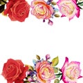 Painting red pink and orange color of roses flowers. Royalty Free Stock Photo