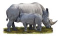Painting of a rhino mom while nursing her cub on white background