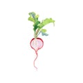 Painting ripe radish with top on white background. Hand drawn isolated fresh spring vegetable