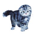 Watercolor scottish fold kitten