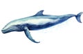 Painting splash humpback drawing whale grunge fin life background predator graphic shark invitation Royalty Free Stock Photo