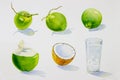 Painting summer coconut collection, isolated