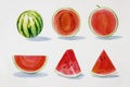 Painting summer watermelon collection, isolated