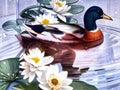 Painting of a swimming duck isolated with lotus and leaves. Beautiful picture of duck and lotus.