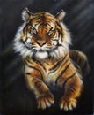 A painting of a tiger on black background Royalty Free Stock Photo