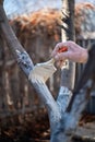 painting trees with lime from insects in a country garden. Whitewashing of spring trees, protection from pests.