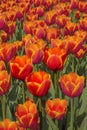 Painting of Tulips Royalty Free Stock Photo