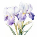 White Iris Watercolor Painting With Snowflake Flowers Royalty Free Stock Photo