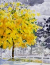 Painting watercolor landscape yellow color of golden tree flower Royalty Free Stock Photo