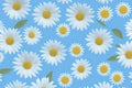Painting with white flowers on blue background. Botanic print background on canvas, generative ai Royalty Free Stock Photo